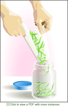 rendering of step in how to dry herbs