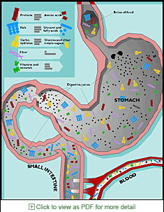 diagram of digestion for nutrition textbook