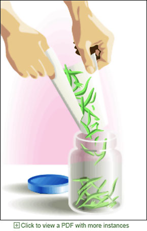 rendering of step in how to dry herbs